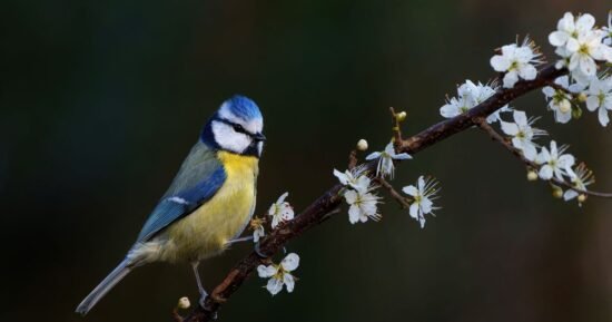 Attract blue tits to your garden all autumn by adding one thing outside