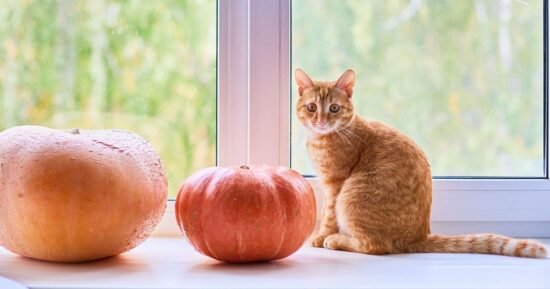 Woman brings pumpkin into home and is baffled by cat’s ’emotional’ reaction | US | News