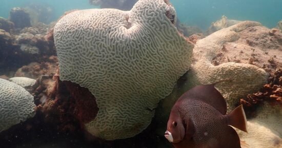 Coral reefs become first environmental system on Earth to pass climate “tipping point,” report says