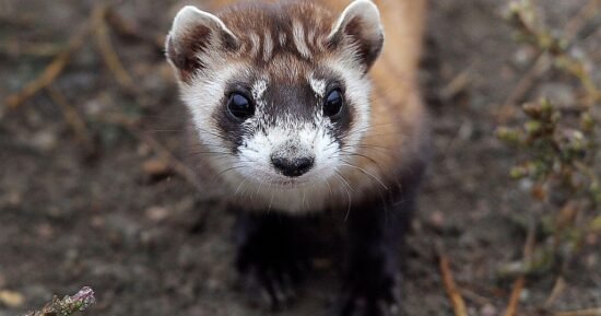 Endangered ferrets in more jeopardy as government shutdown drags on, wildlife expert warns