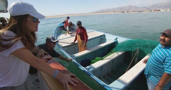 The Last Vaquitas
