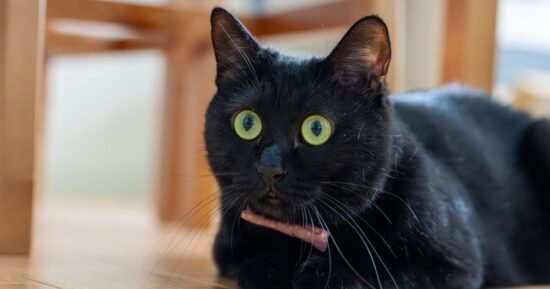 Cat owners are giggling after noticing funny detail in animal’s fur