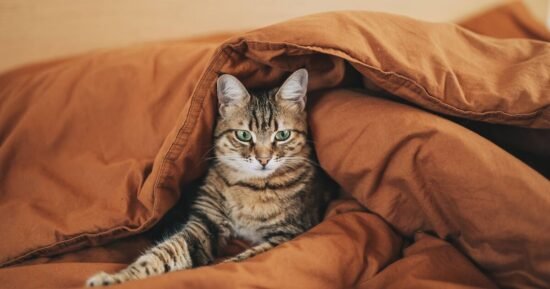 Vet explains wether you should let cat or dog sleep in your dog | World | News