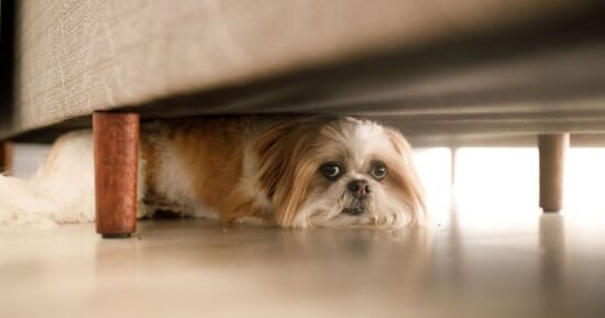 Music experts says 5 soothing songs will calm pets on Bonfire Night