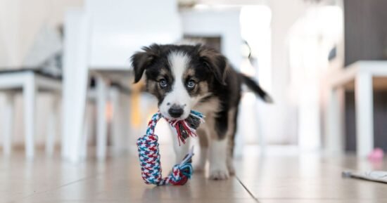 1 common mistake people make when bringing home a new puppy