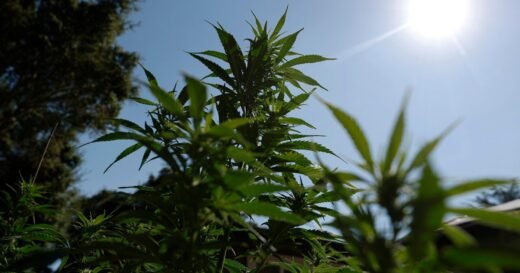 Cannabis reclassification could end dispensaries’ financial exile