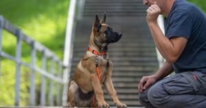 5 dog breeds that are ‘more likely to bite’ and some may surprise you