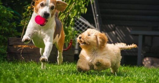 Expert reveals the five dog breeds to avoid