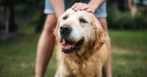 Heartbreaking appeal for help from owner of elderly dog