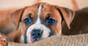 Injured dog nurtured back to health as act of strangers touches Brits