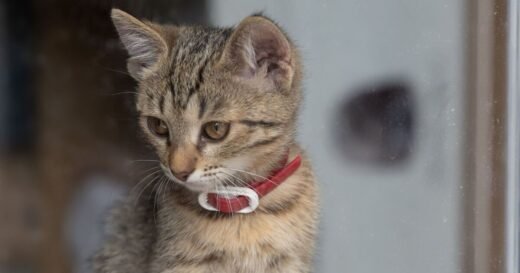 Behaviourist confirms how long you can really leave your cat alone