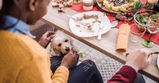 What can dogs eat during Christmas dinner?