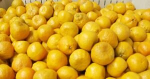 The business turning rejected produce into savings and cutting food waste