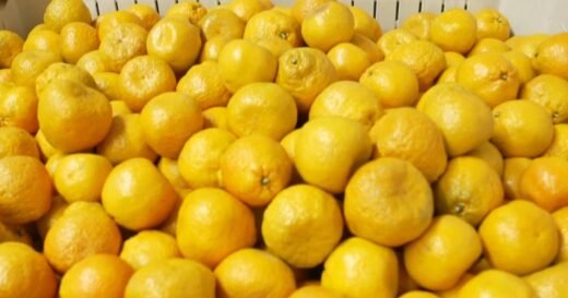 The business turning rejected produce into savings and cutting food waste