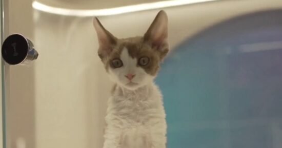 China sees surge in pet ownership as the country’s population shrinks 