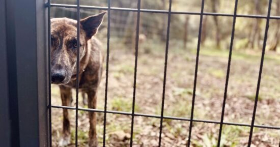 Dog nearly put down gets ‘second chance’ after life-changing decision