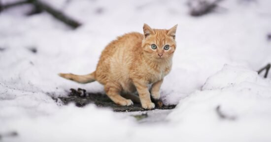 Cat owner in stitches after pet’s reaction to seeing snow