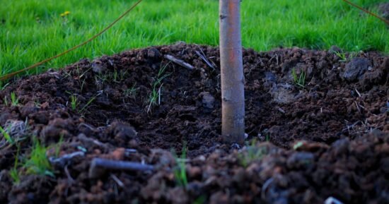 Plant one tree in garden now to ‘gain 5kg of fruit every year’