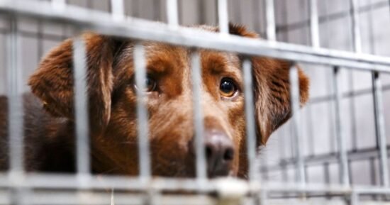 ‘Most terrified dog’ melts hearts with adoption transformation