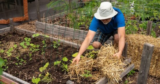 Brits told to put straw in their garden to stop one blight of backyards
