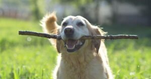 Vet student’s warning to dog owners who play with sticks