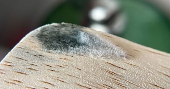 Household item poses massive mould risk and everyone has it in their homes