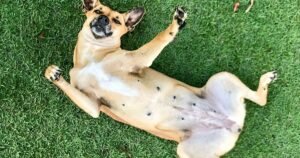 Dog owners are learning why pets show them their bellies | UK | News