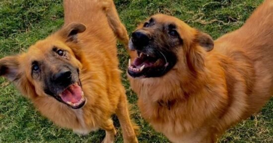 ‘Most unwanted’ dogs still in kennels for more than 2 years
