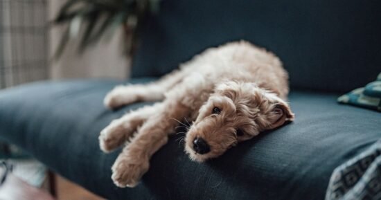 What type of people should never own a dog