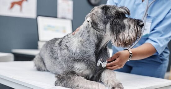 Veterinary nurse says these 2 dog breeds are ‘easiest’