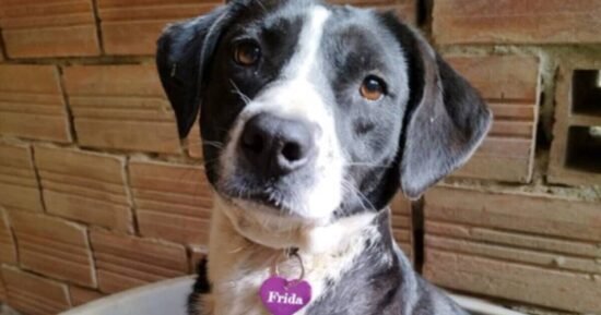 Cute dog overlooked in kennels for 3 years for heartbreaking reason