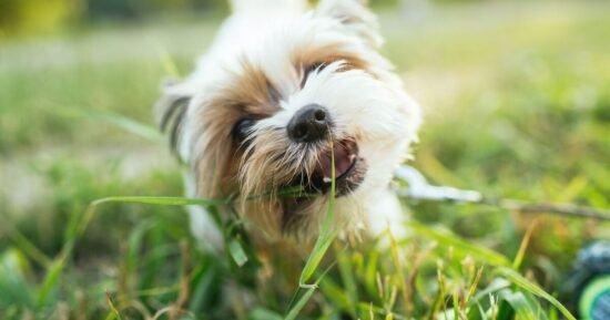 Vet shares 4 reasons dog eats grass and when to worry