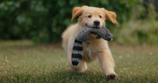 Golden retriever’s sweet reaction after spotting favourite human