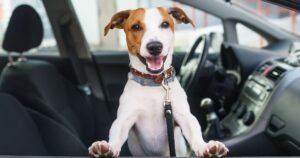 Dogs don’t get car sick when you do key exercise at home