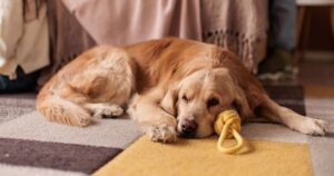 Woman checks on golden retriever and is met with unexpected reaction | Weird | News