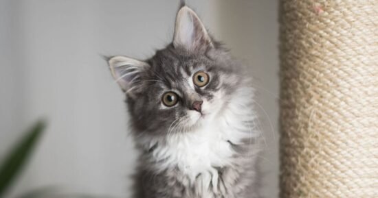 5 ‘best’ cat breeds for first time owners according to vet