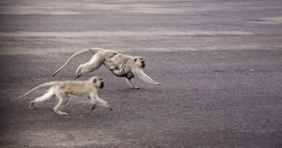 Monkeys are roaming the streets of St. Louis and fake images are complicating efforts to find them