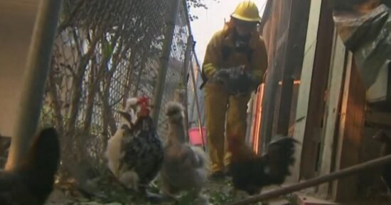 Reporter remembers saving animals a year after L.A. wildfires