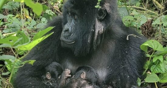 Endangered mountain gorilla gives birth to rare twins in Congo: “Major event”
