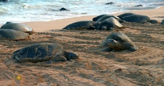 Nature: Turtles in Hawaii – CBS News