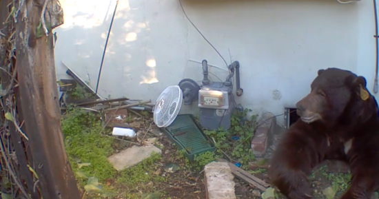 Bear living under Altadena home finally leaves, California Department of Fish and Wildlife confirms
