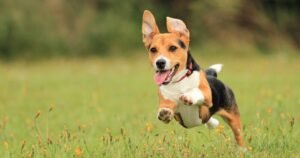 Dog trainer says doing 1 thing will make pups come to you when called