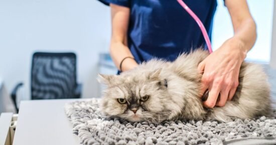 ‘I’m a vet and there are five cat breeds that I would never own’