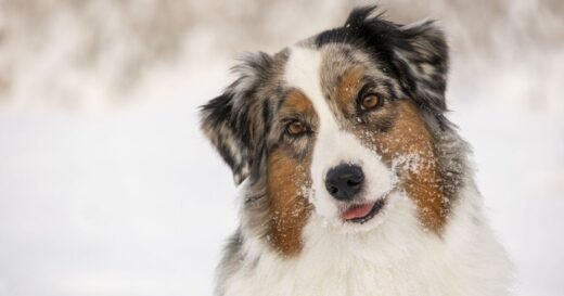 7 early signs of dog arthritis which could be hidden by the cold weather