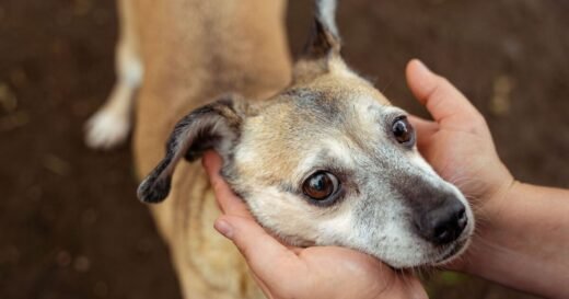 Poor dog left in stranger’s garden with heartbreaking note from owner