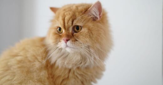 Vet shares 5 things she urges all cat owners to avoid with their pet