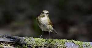 Mega rare bird sighting in UK — looks like a ‘painted’ robin