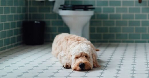 Dogs have ‘adorable’ habit when their owners go to the toilet