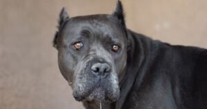 Owner says dog is acting ‘weirdly’ then vet drops bombshell