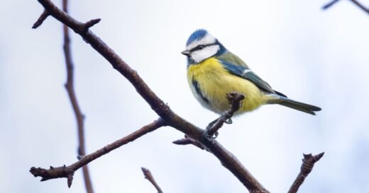 People who feed birds could face £2,500 fine
